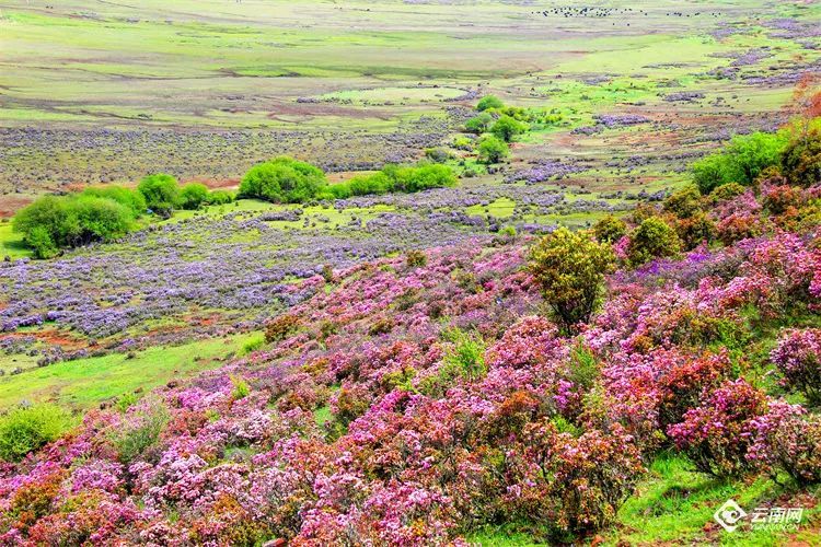 云南省文化和旅游厅