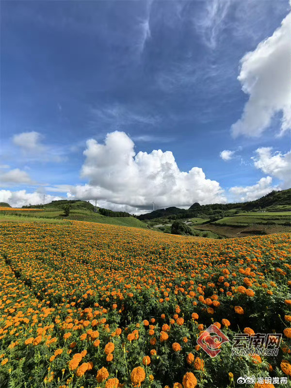 云南马关芦差塘村：万寿菊盛开“致富花”