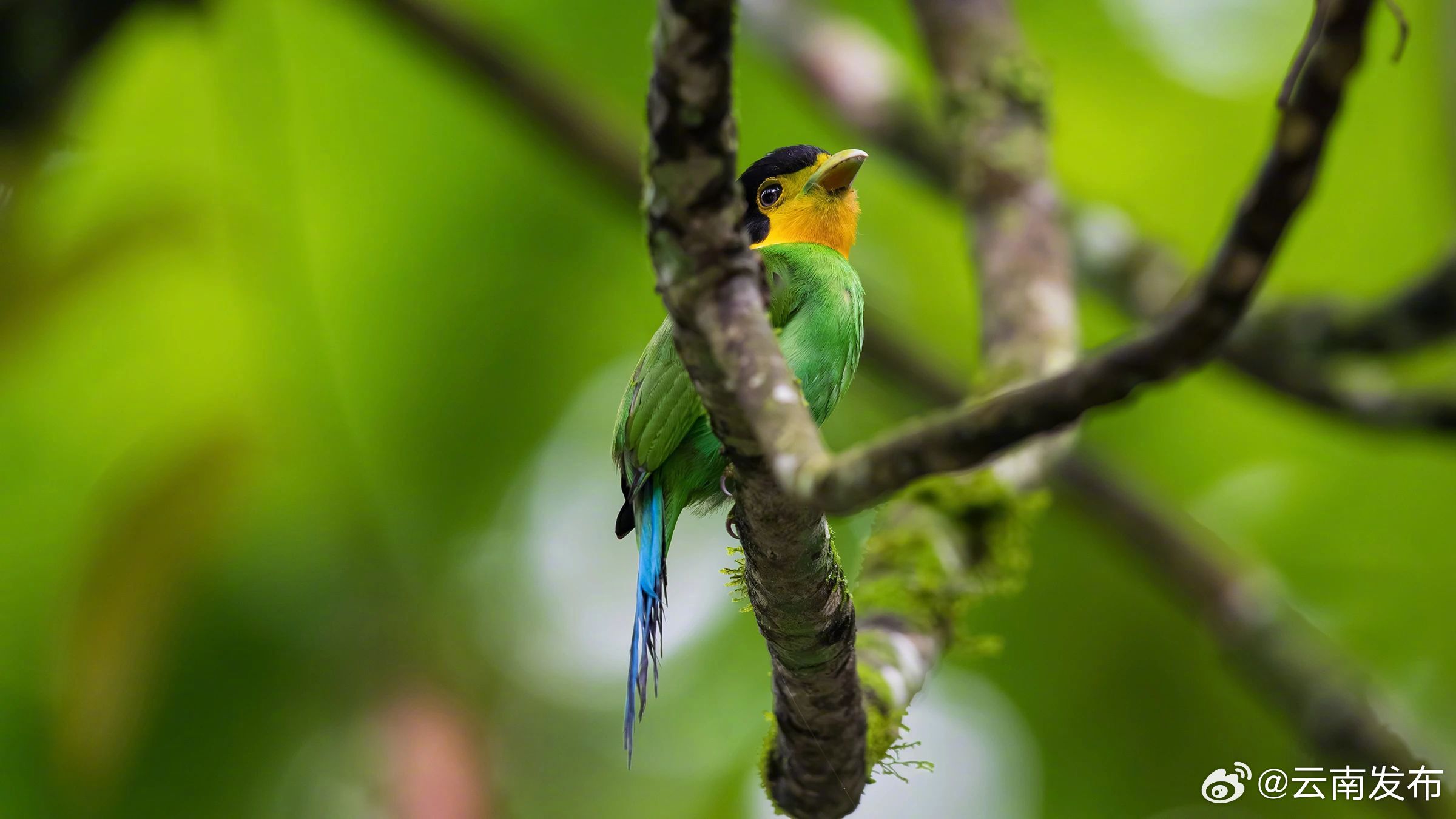 云南发布