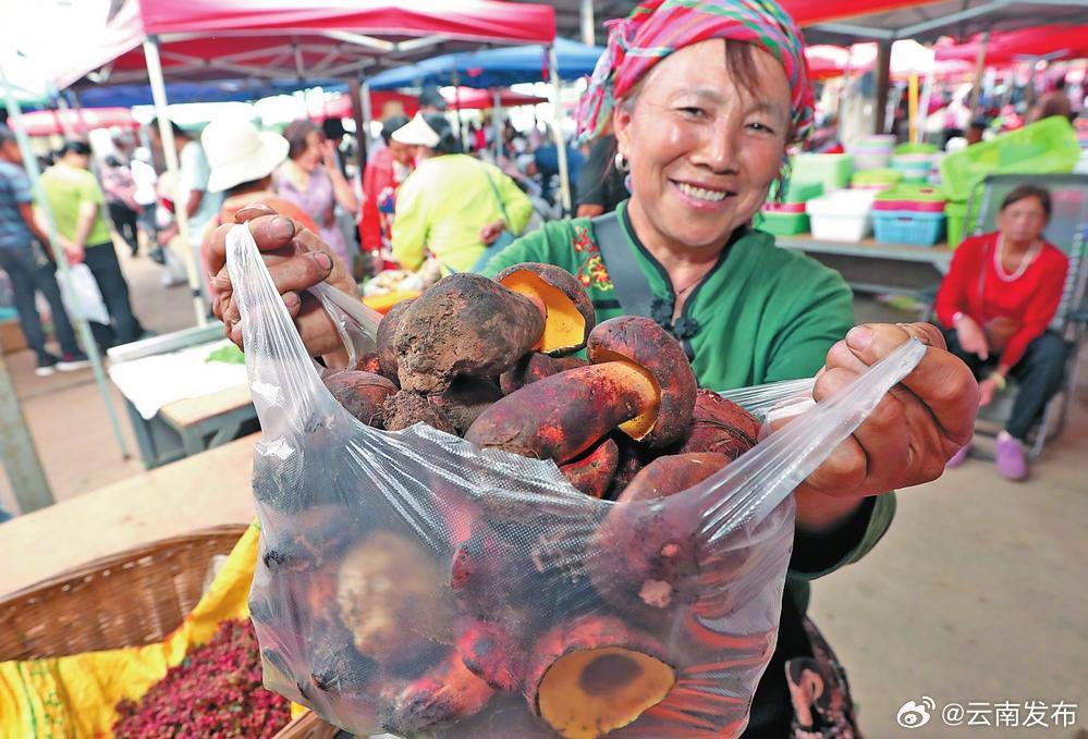 玉溪易门：盛夏时节野菌香