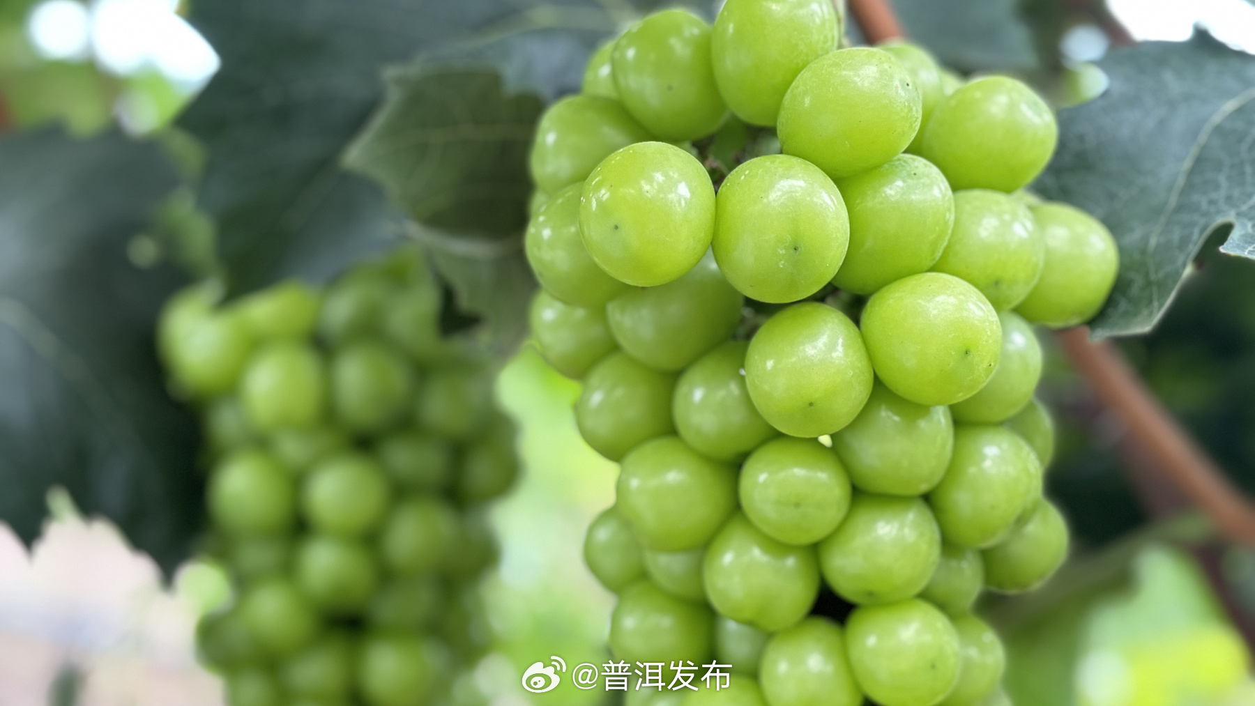 普洱发布