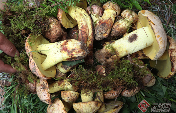 云南省文化和旅游厅