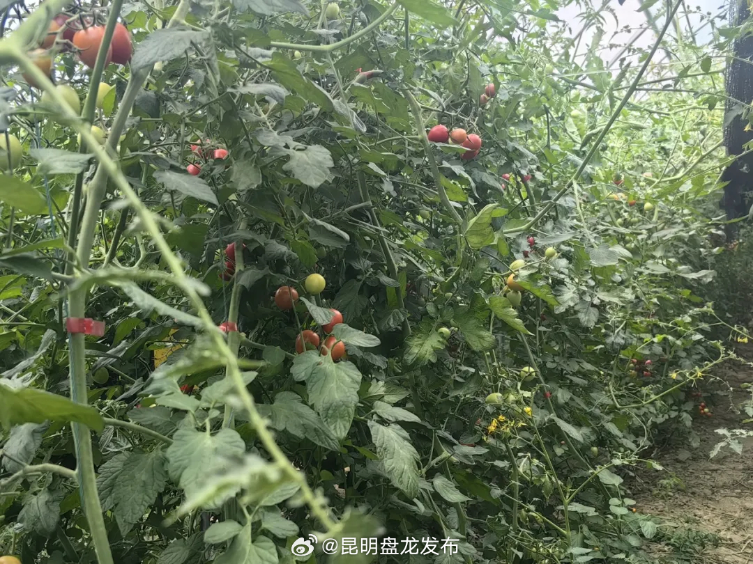 昆明盘龙发布