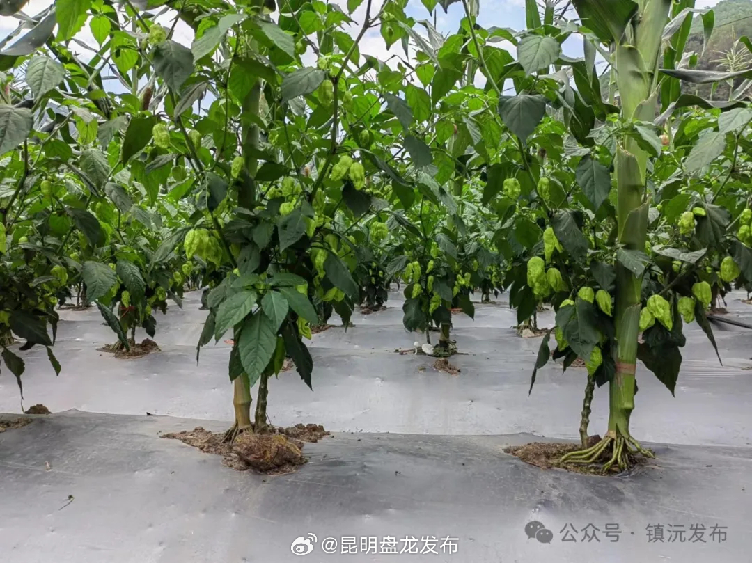 昆明盘龙发布
