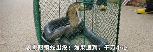 8099999街头巷尾微信