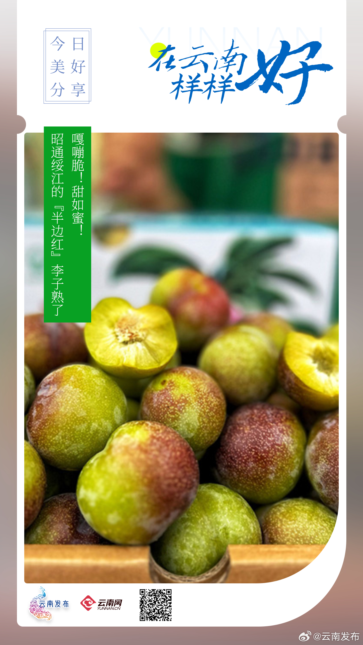 嘎嘣脆！甜如蜜！昭通绥江的“半边红”李子熟了