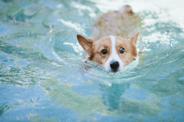 身体有损伤要选对泳姿