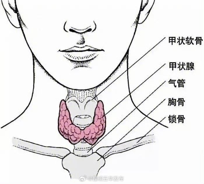 狂吃不胖的人建议查查甲状腺