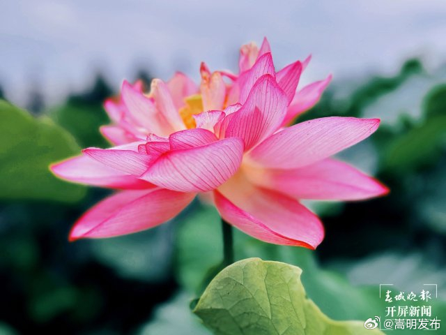 开屏策划｜这就是课本中的“接天莲叶无穷碧”