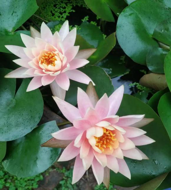 昆明国家高新区发布