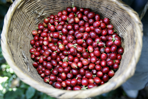 云南省文化和旅游厅