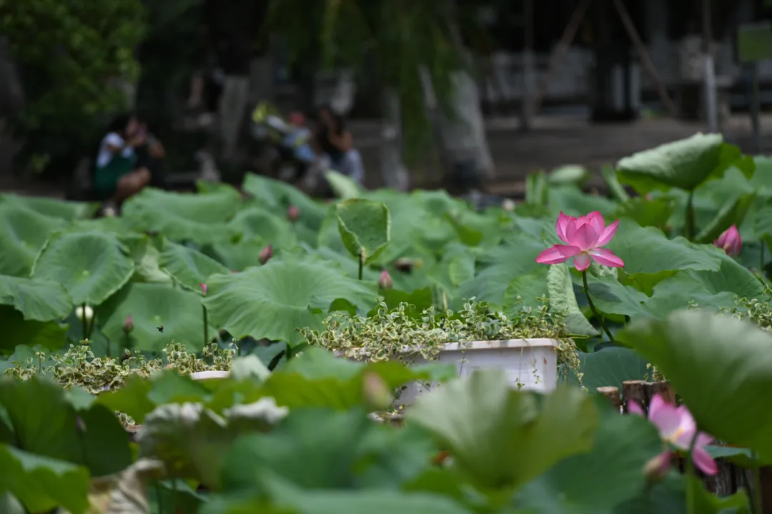 FM954昆明汽车音乐广播