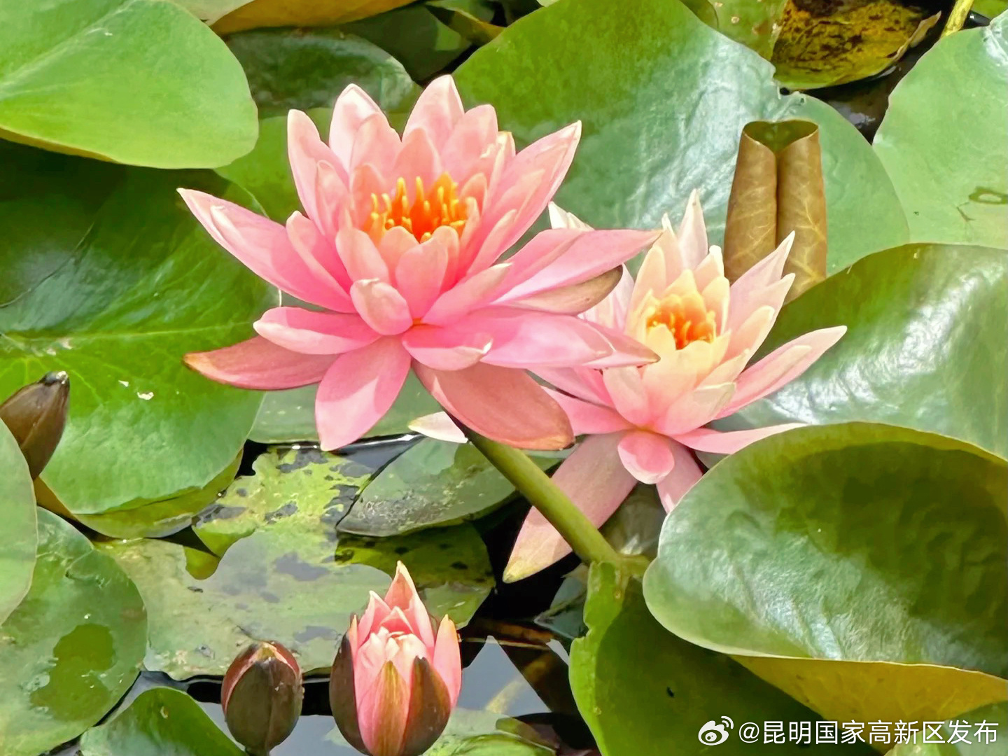 昆明国家高新区发布