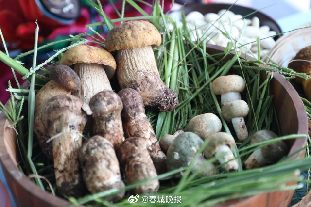 春城晚报