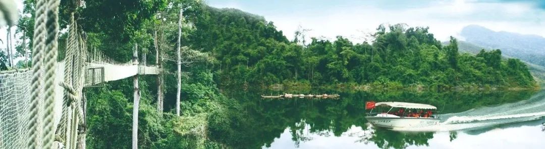 西双版纳望天树景区