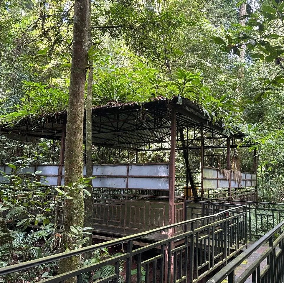 西双版纳望天树景区