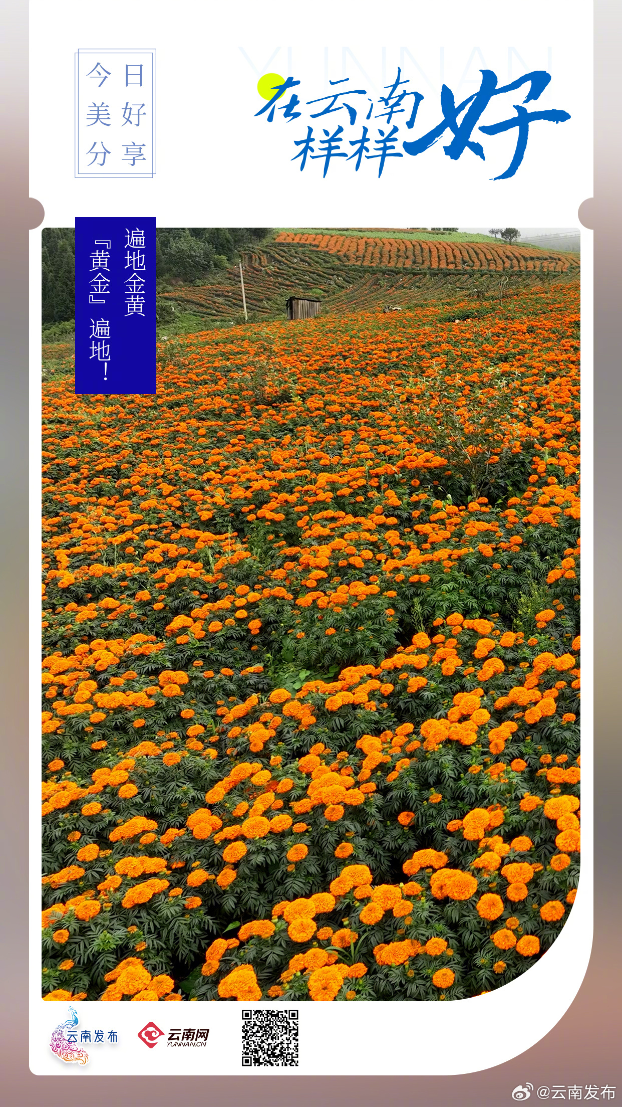 遍地金黄，“黄金”遍地！