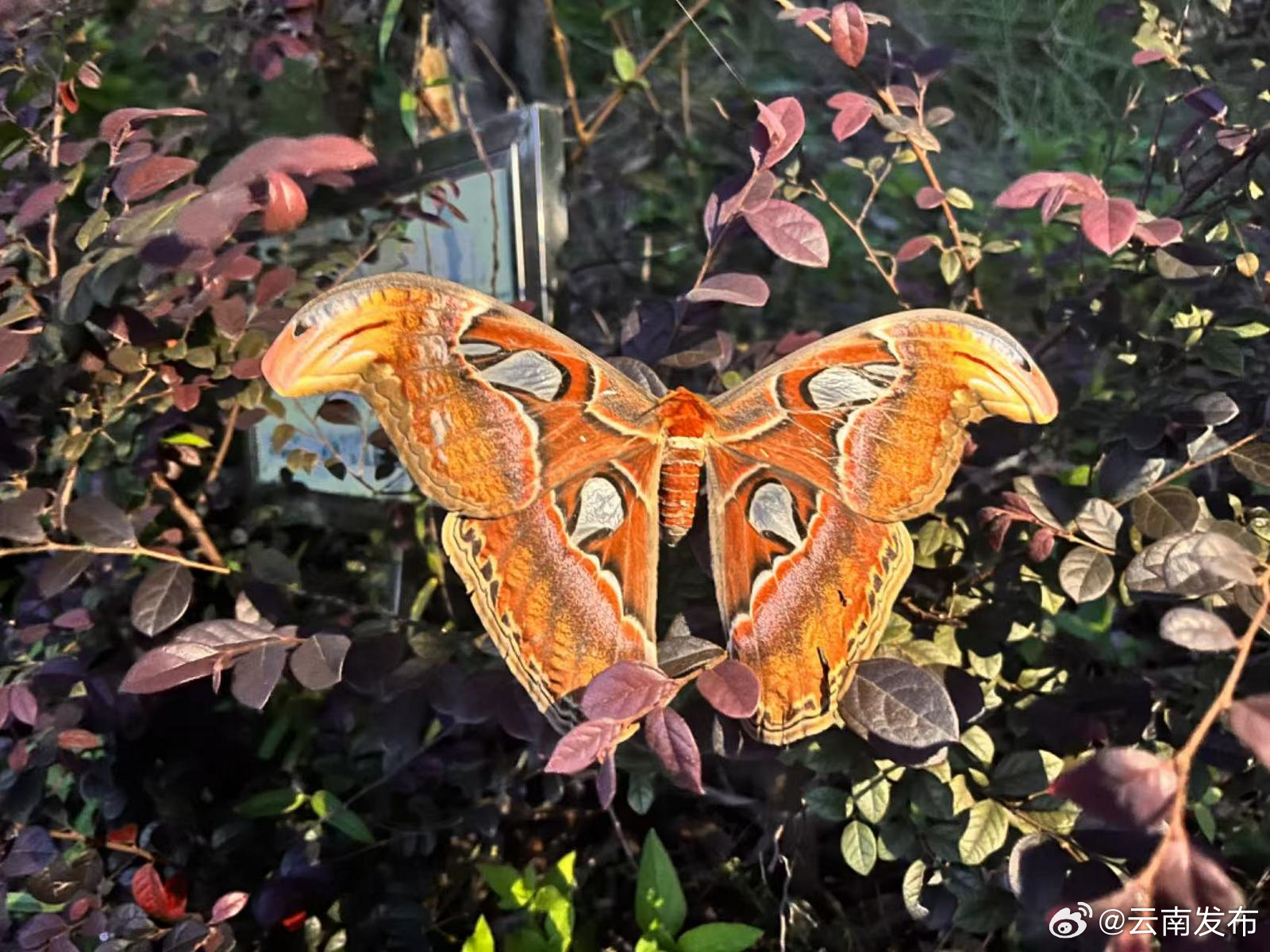 翅膀上长“蛇头”！这种飞蛾你见过吗? 