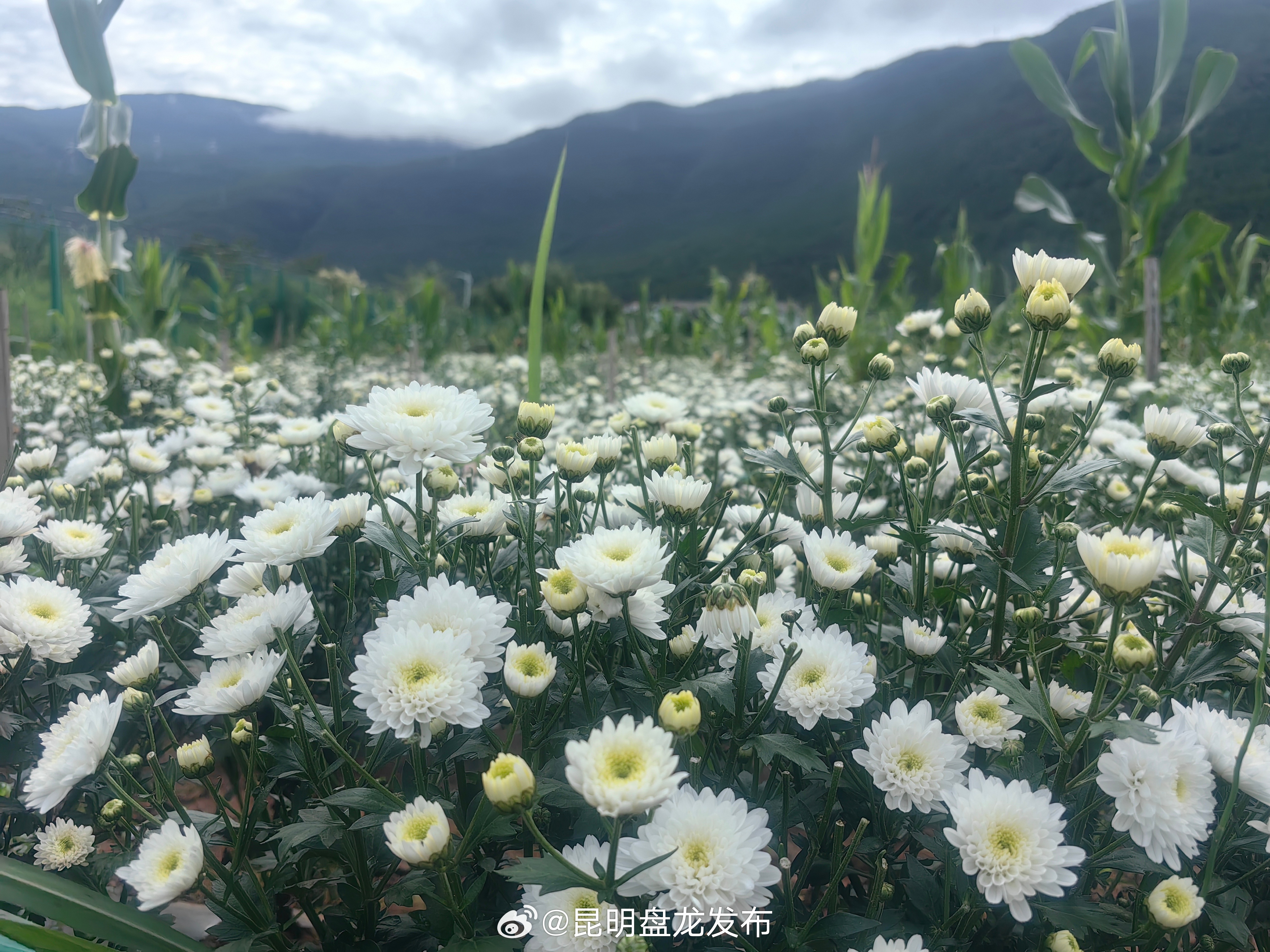 乡村振兴进行时