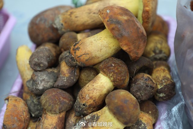 春城晚报