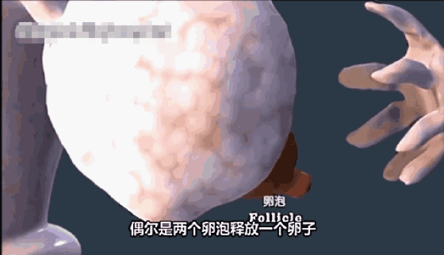 女性一生只能排出300多个卵子