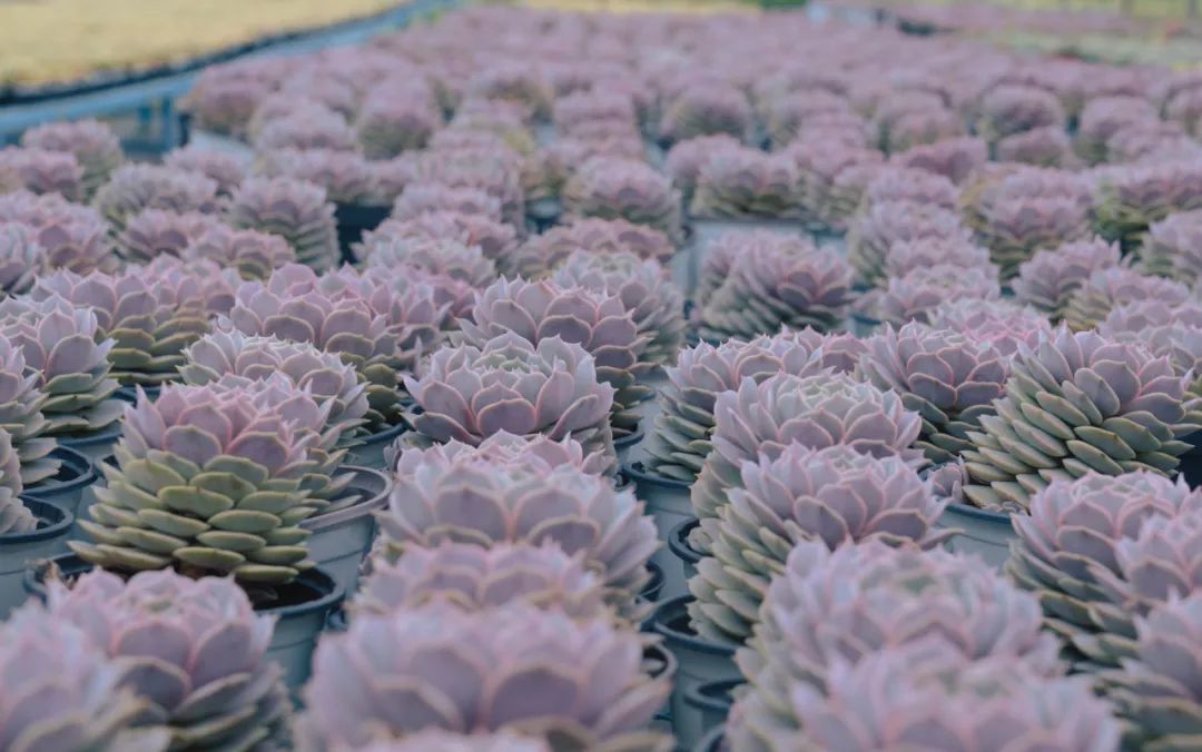 晋宁诗意的栖居地