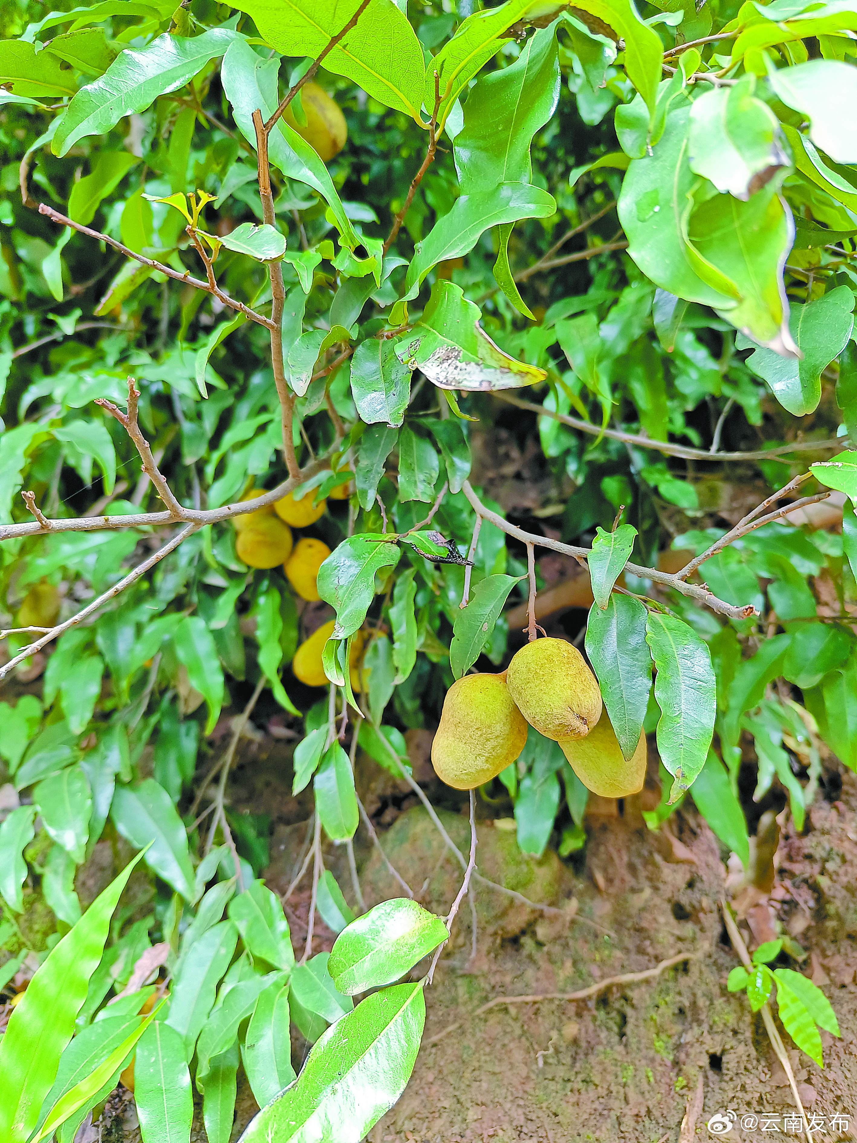 祥云和大姚发现36株云南澄广花