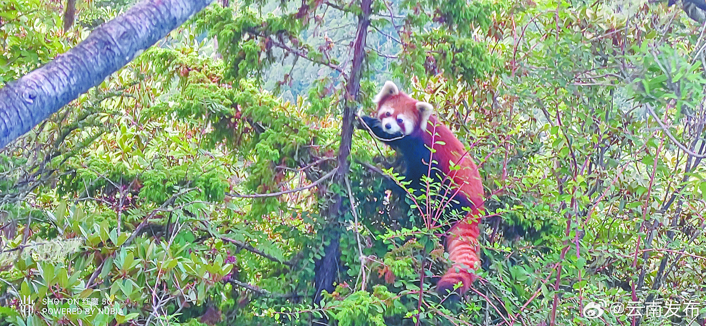 小熊猫出没丽江老君山