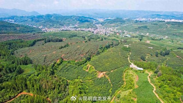 富源千亩梨园迎来丰收，受消费者喜爱