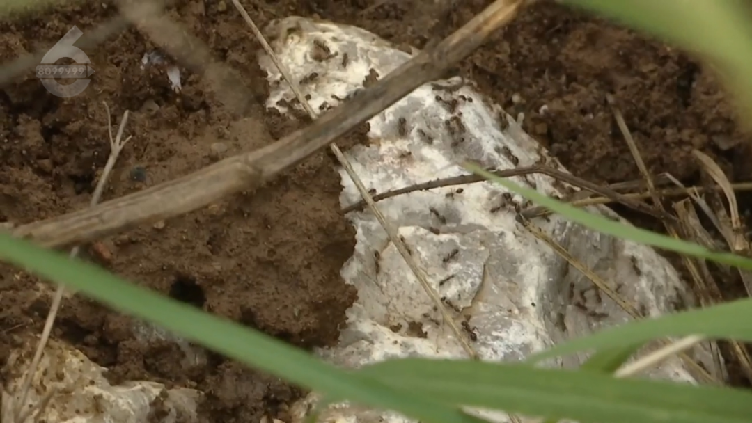 8099999街头巷尾微信