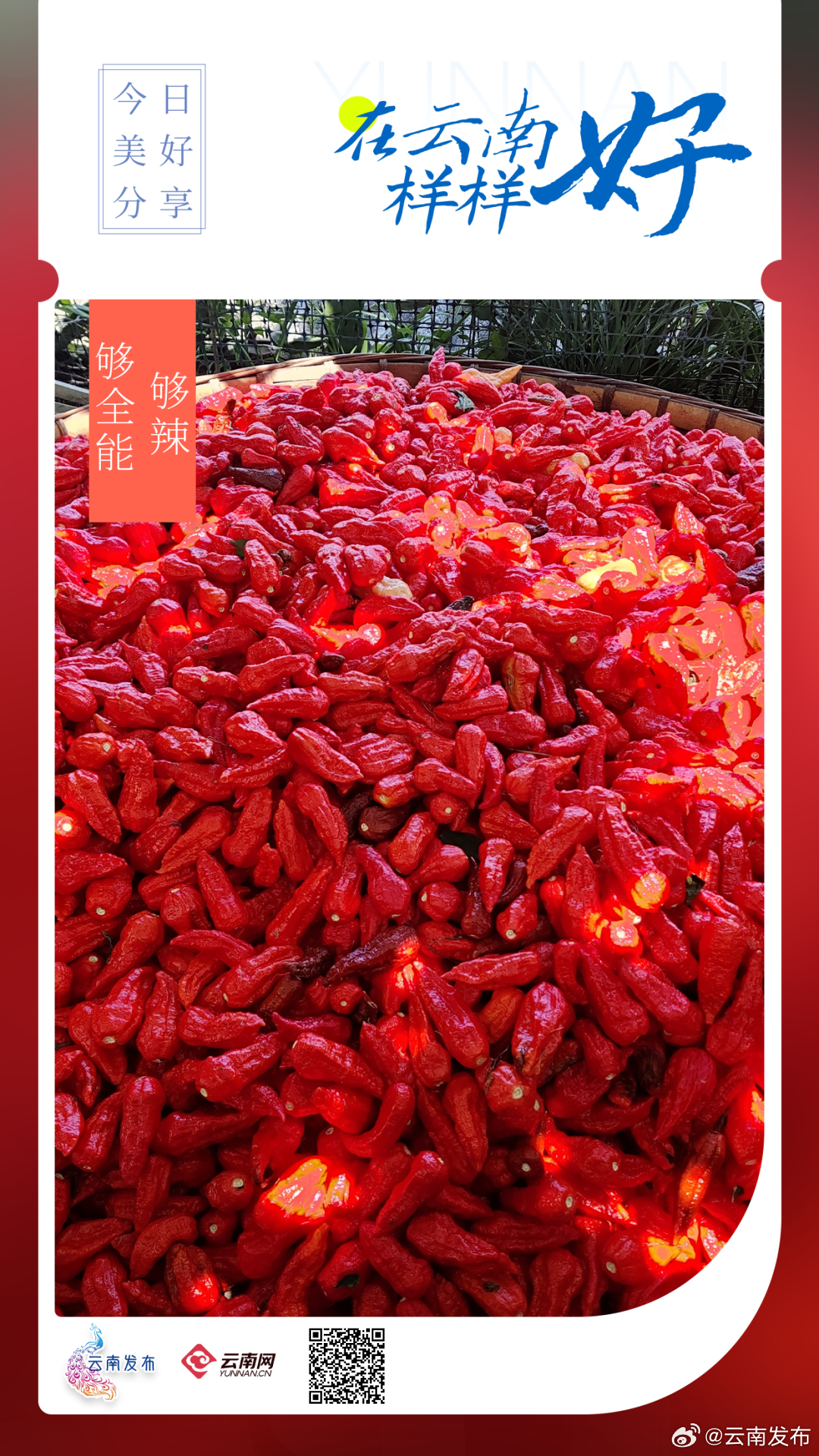 云南种植的工业辣椒竟是全能型选手