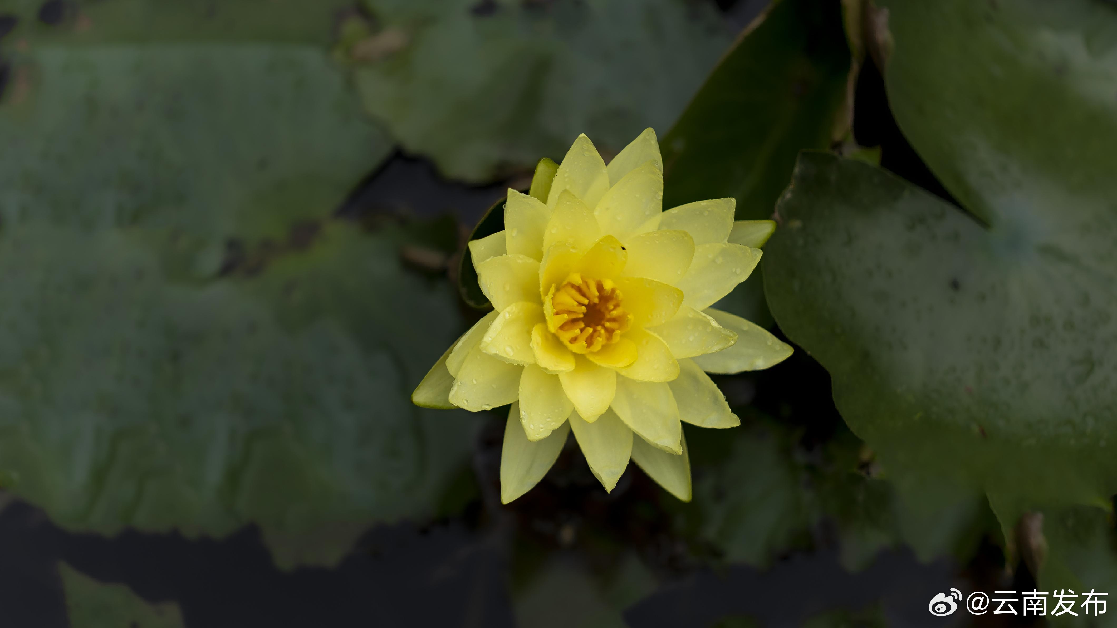 云南发布
