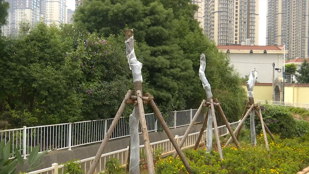 8099999街头巷尾微信