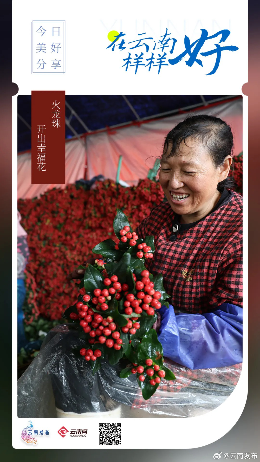 火龙珠开出幸福花