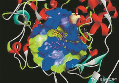 酪氨酸酶抑制剂或能用于安全美白