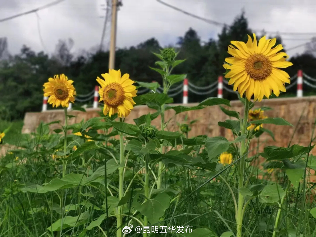 昆明五华发布
