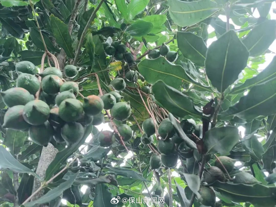 木城：硕果累累满枝头 迎来坚果喜丰收