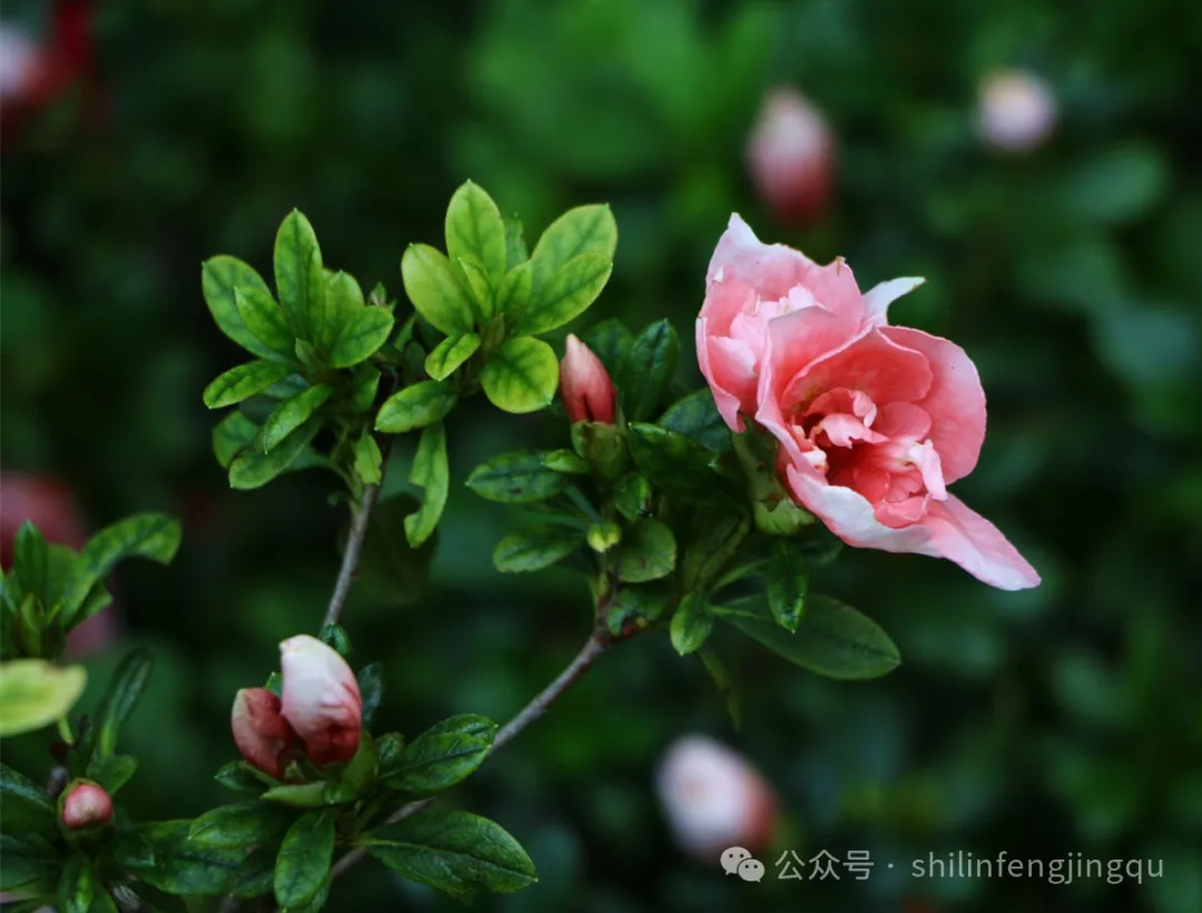石林融媒