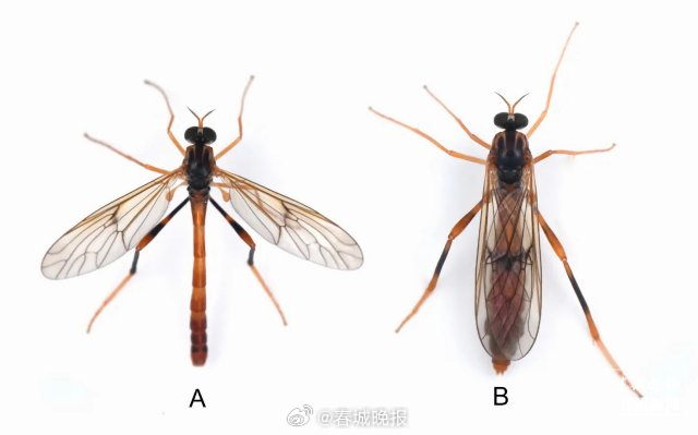 云南大理发现昆虫新物种苍山潜穴虻