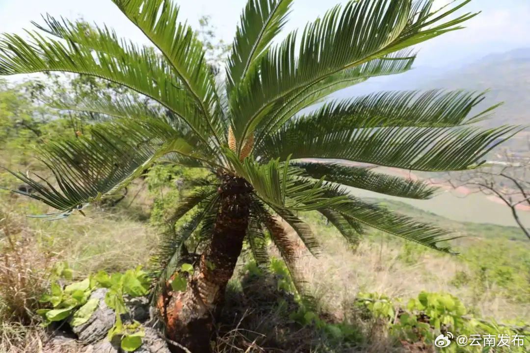 红河苏铁野外回归数量达3860株