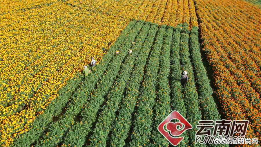 云南泸西：花开田野汇成海 农户增收乐开颜