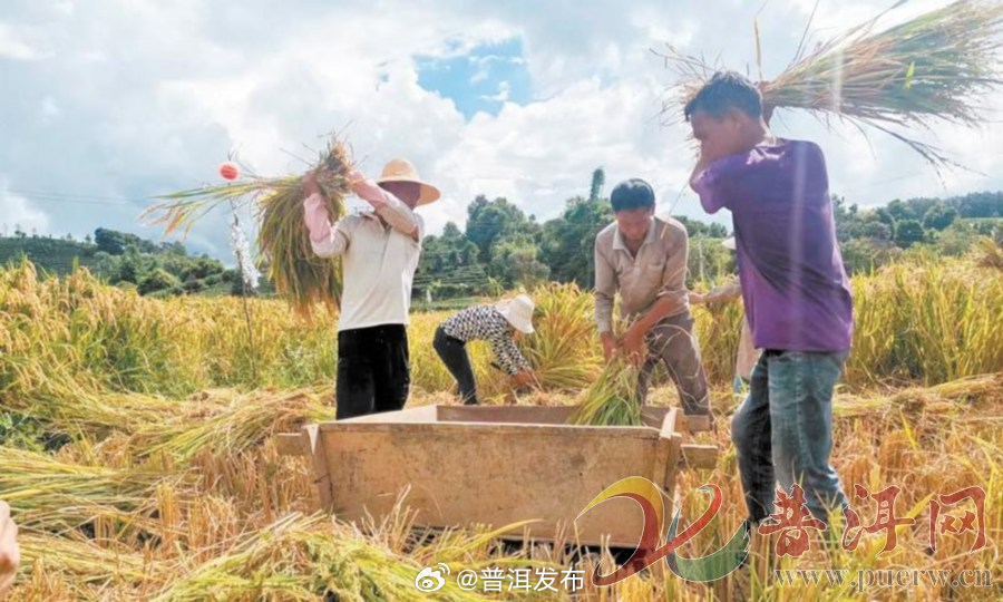 普洱市夏粮稳产增收 总收获面积达109.13万亩，总产量达15.66万吨