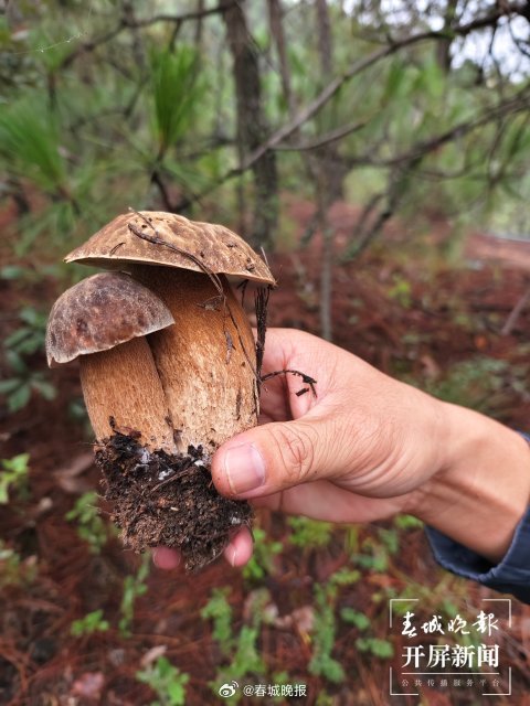 春城晚报