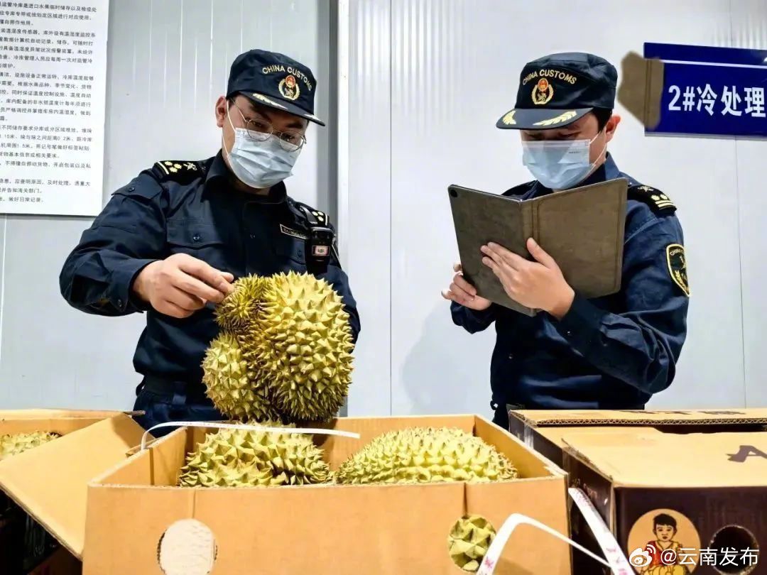 云南榴莲进口量位居全国第二！