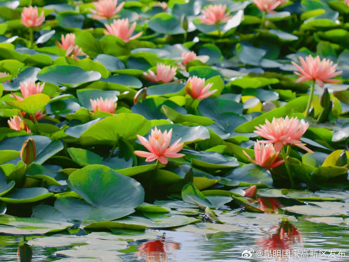 昆明国家高新区发布