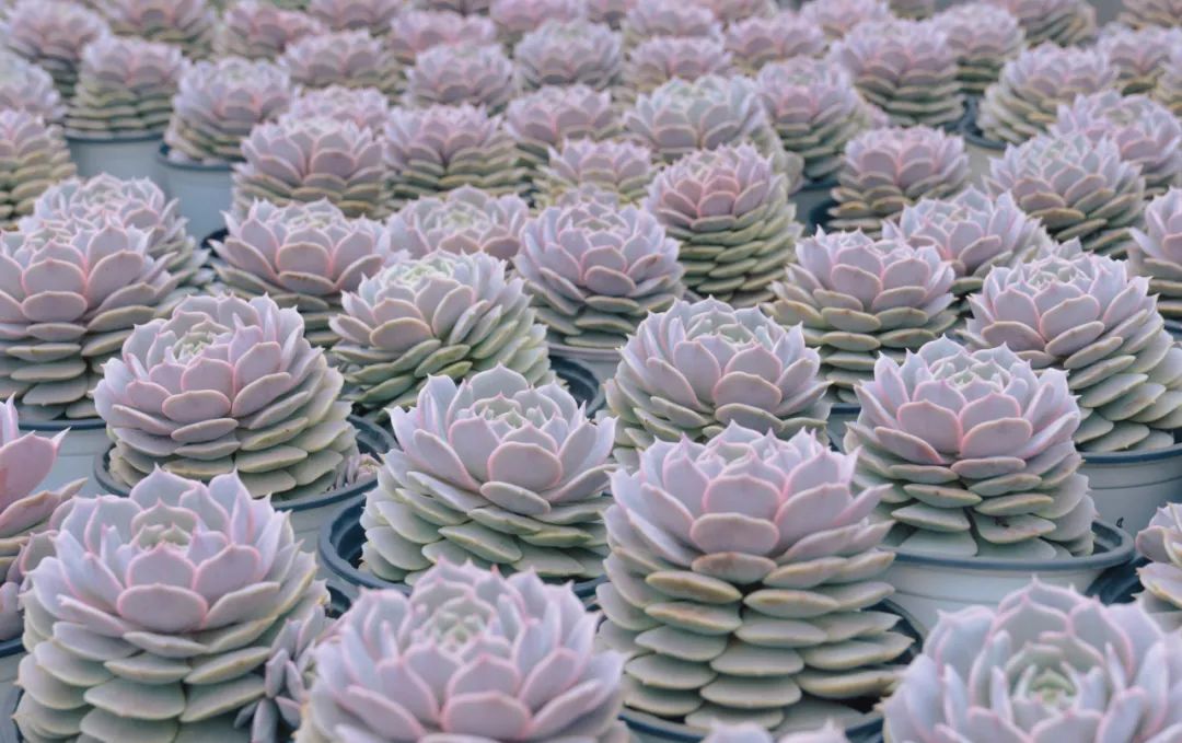 晋宁诗意的栖居地