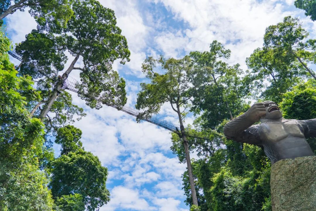西双版纳望天树景区