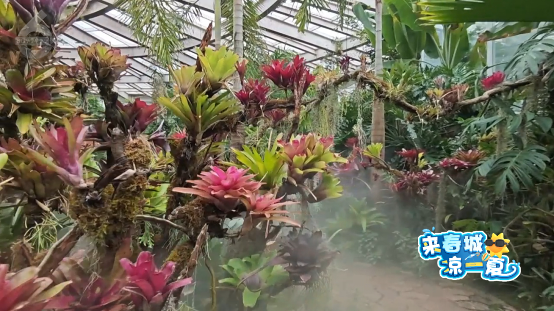 8099999街头巷尾微信