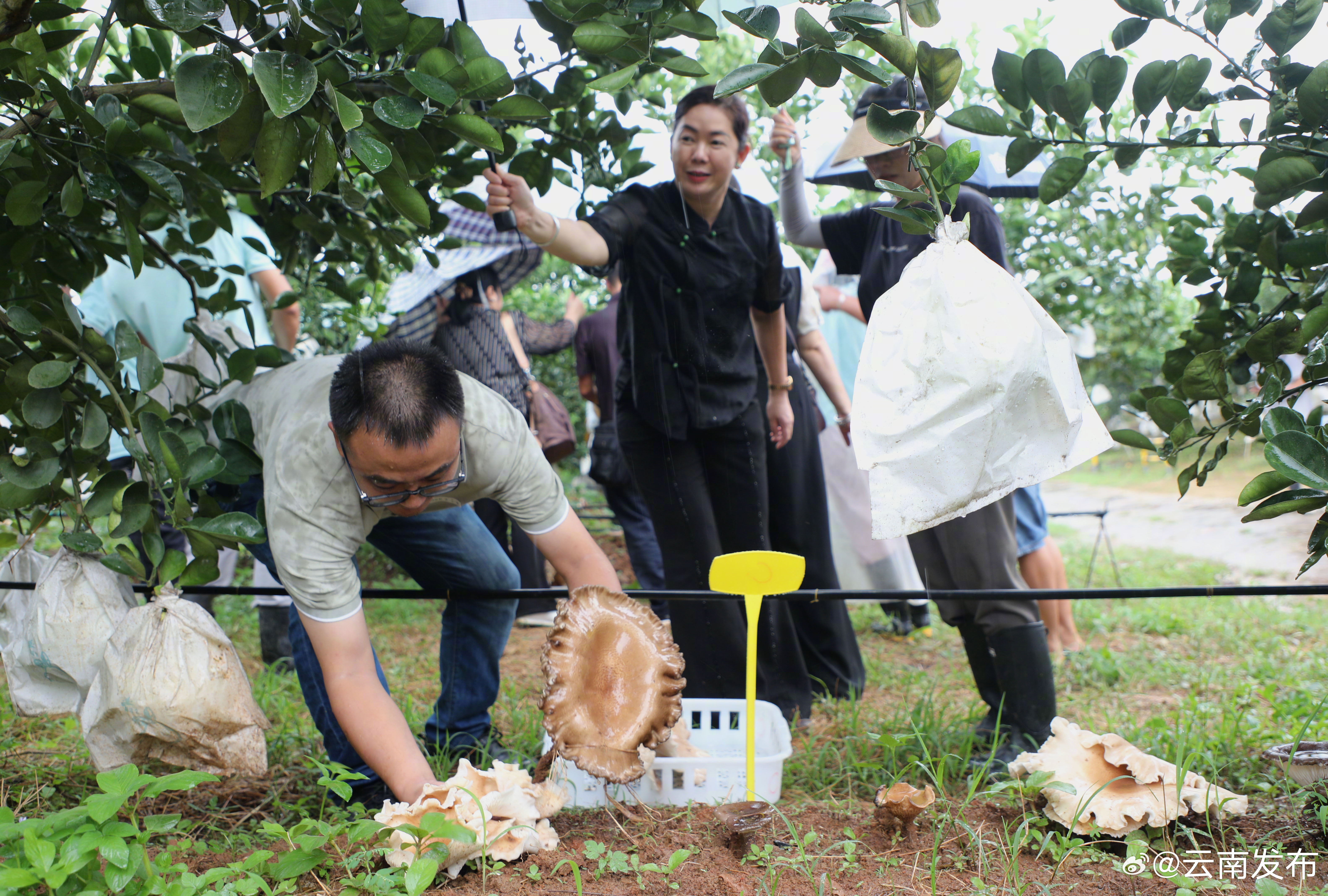食用猪肚菌在西双版纳试种成功