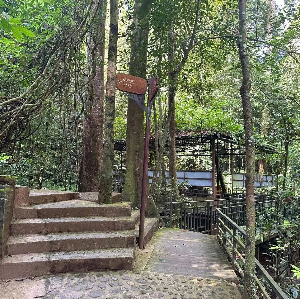 西双版纳望天树景区